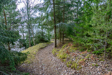 trail through a pine forest near lake vaettern in sweden