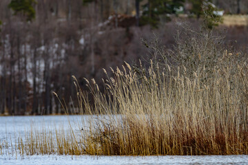 lake alvasjön in the nature reserve hökensas near tidaholm in sweden