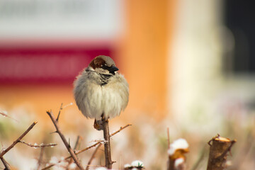 Little bird on a branch in the sunshine.