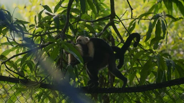 Capuchin monkeys mating on a fence in sunny Costa Rica - Cebus imitator