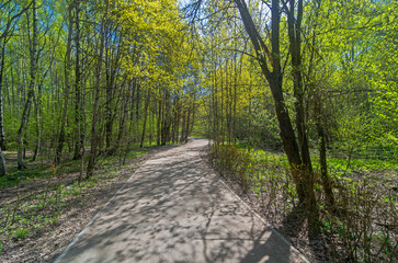 Fototapeta na wymiar Footpath in the spring forest.