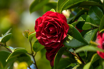 A Camellia Japonica flower in full bloom in the Spring sunshine