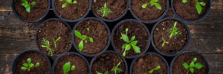 Recently transpanted young flower seedlings. Cutting flower seedlings gardening background. Top view on wooden background.