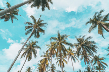 Obraz premium Tropical palm tree with blue sky and cloud abstract background. Summer vacation and nature travel adventure concept.
