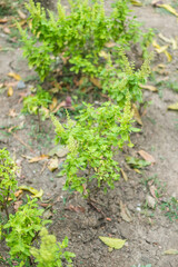 Holy basil tree in the garden, plants with a pungent odor spicy flavor