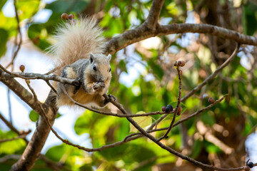squirrel