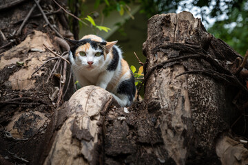 tricolor cat
