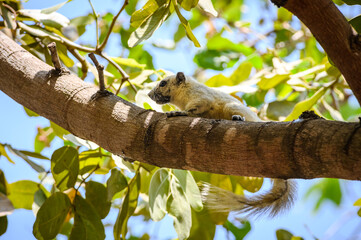 squirrel