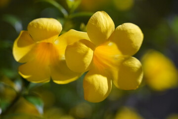 Carolina Jasmine|Gelsemium sempervirens|卡羅萊納茉莉|yellow flower