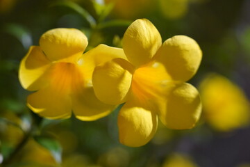 Carolina Jasmine|Gelsemium sempervirens|卡羅萊納茉莉|yellow flower