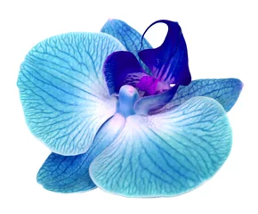 Rolgordijnen orchid flower isolated on white background © studio2013