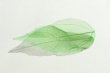 Coloured decorative transparent green skeleton leaf with beautiful shadow isolated on white background.