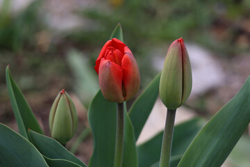 Beautiful red tulips in spring in the flowerbed