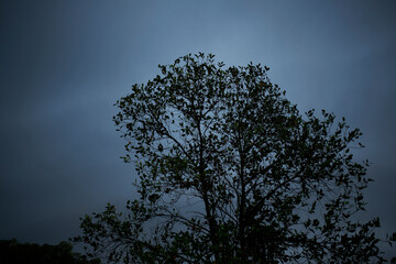 tree in the sky
