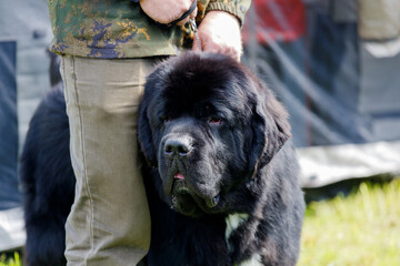 black Newfoundland dog between owner's legs