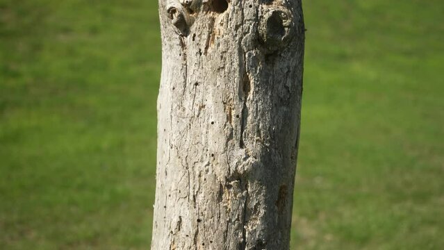 Tilt shot of rotting tree stump full of termites and ants
