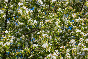 Fototapeta premium apple tree branches with blooming flowers
