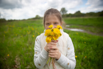 A cute child in a sports sweater collects a bouquet of yellow dandelion flowers in a large clearing...