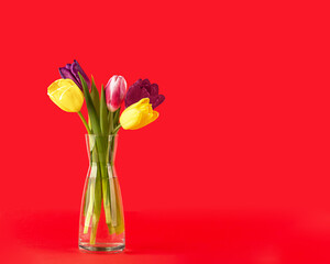 Bouquet of colorful tulips in a glass vase on a red background, front view, copy space. Template for greeting card on Easter, March 8, Women's Day, Valentine 's Day. First spring flowers. 