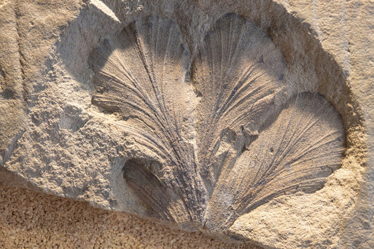 Fossilized leaf. Selective focus. Close-up, background and texture