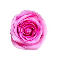 Rose pink flower colorful skin patterns close up isolated on white background , clipping path