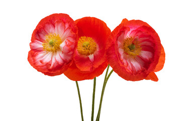 Obraz premium beautiful poppy flower isolated