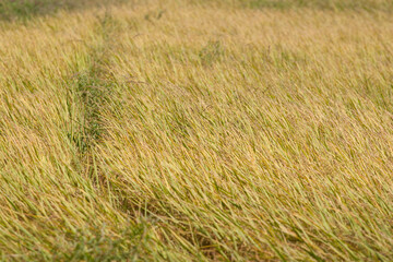 Fototapeta premium Yellow rice fields waiting to be harvested for sale - consumption and sent to industrial factories for processing into other products in Thailand.