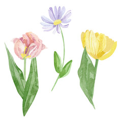 Hand painted floral set. Watercolor botanical illustration with rose, tulip, peony, wildflowers flowers isolated on white background. Beautiful garden flower for  greeting card, wedding invitation