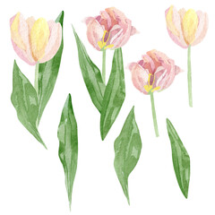 Fototapeta na wymiar Hand painted tulip floral set. Watercolor botanical illustration flowers isolated on white background. Beautiful garden flower for greeting card, wedding invitation