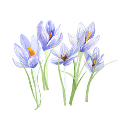 Watercolor crocuses illustration. Hand painted field floral bouquet for wedding invite, greeting card, poster. Beautiful spring wildflower