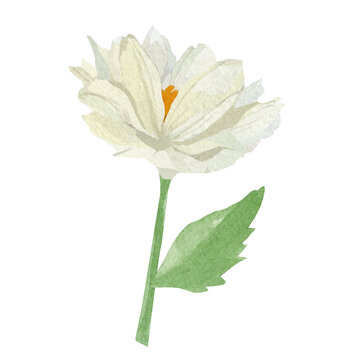  Watercolor botanica white florall illustration. Hand paintedr flowers isolated on white backgroundHand painted tulip floral set. Beautiful garden clipart for greeting card, wedding invitation