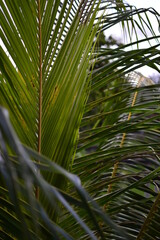 Obraz na płótnie Canvas Green branch of palm tree silhouette