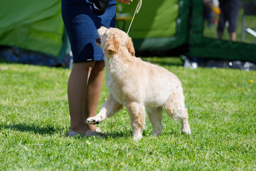 Retriever puppy with a woman in the park in summer