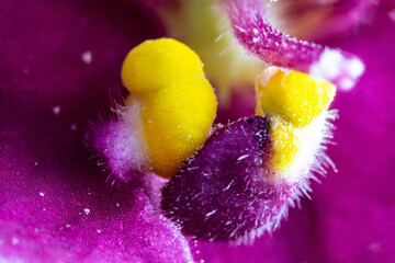 A bud of blooming African violet with dew drops. Close-up of a flower. Purple blooming flower....