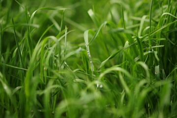 Natural floral background with green grass in rain drops. Spring garden