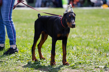 doberman puppy with cropped ears in the park in summer