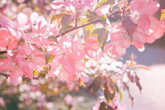 Selective focus flowering cherry tree branch with pink flowers on blurred pink and green background with leaves bokeh. Trendy neutral light floral nature spring blossom design copy space
