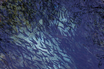 プリトヴィツェ湖群国立公園,