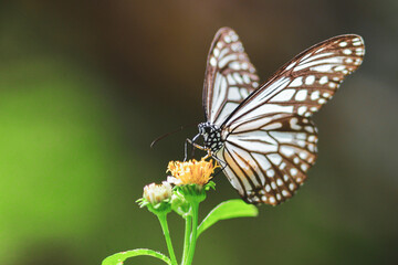 Fototapeta na wymiar Beautiful butterflies in nature are searching for nectar from flowers in the Thai region of Thailand.