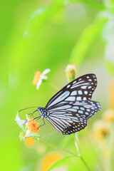 Fototapeta na wymiar Beautiful butterflies in nature are searching for nectar from flowers in the Thai region of Thailand.
