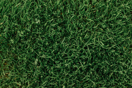 Background Image Of Lush, Long And Colored In Several Kinds Of Dark Green Cool Shades Of Growing Grass Lawn. Top View. Copy Space