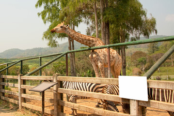 The yiraf is a very long necked animal.