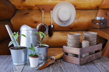 Naklejka na ściany i meble On a wooden table against a log wall there are gardening tools and equipment, as well as metal pots with seedlings. 