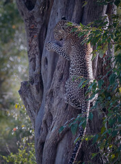 leopard om a tree from Masai mara, Kenya