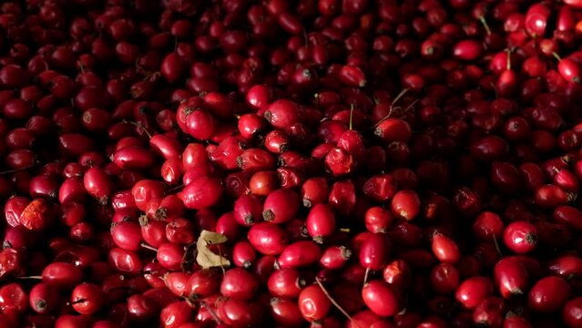 Rose hip or rosehip falling from above on the table. Empty space for copy paste. Backgrounds and textures. Red vibrant colors. Cinematic. Wild fruits and healthy food. 

