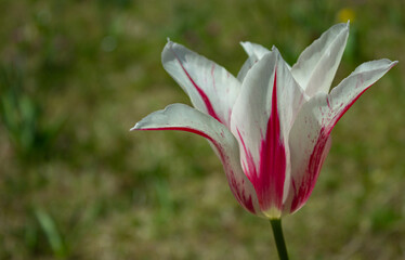 Red white tulip in the meadow. Particular flower in the foreground on the green blurry background.