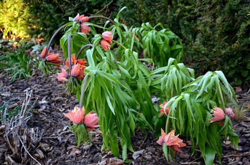 large perennials with red bells flowers along with a yellow narcissus flower in a bark mulched...