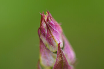 Close up a budding flower on tree branch on blurred nature background.
