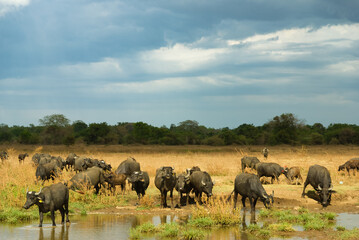 Fototapeta premium Water buffalo under a stormy sky, rural nothern Sri Lanka