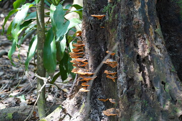 mushroom on the tree